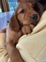 Dark Red Golden’s (Dark Brown Collar), a female Golden Retriever for sale in Black Hawk, CO – 4 of 6