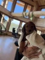 Orange Collar (Black Hawk), a female Golden Retriever for sale in Black Hawk, CO – Photo 2 of 10