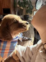 Orange Collar (Black Hawk), a female Golden Retriever for sale in Black Hawk, CO – Photo 4 of 10