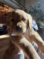 Orange Collar (Black Hawk), a female Golden Retriever for sale in Black Hawk, CO – Photo 3 of 10