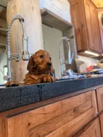 Orange Collar (Black Hawk), a female Golden Retriever for sale in Black Hawk, CO – Photo 10 of 10