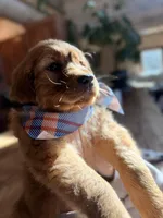 Orange Collar (Black Hawk), a female Golden Retriever for sale in Black Hawk, CO – Photo 5 of 10