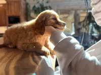 Orange Collar (Black Hawk), a female Golden Retriever for sale in Black Hawk, CO – Photo 6 of 10