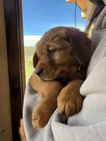 Orange Collar (Black Hawk), a female Golden Retriever for sale in Black Hawk, CO – Photo 1 of 10