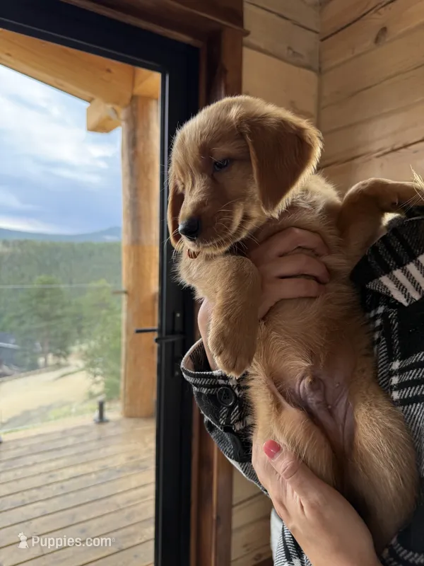 (Orange Collar) Black Hawk – Golden Retriever puppy for sale in Black Hawk, CO