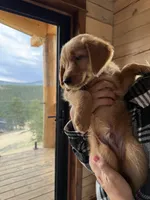 (Orange Collar) Black Hawk, a male Golden Retriever for sale in Black Hawk, CO – 1 of 6