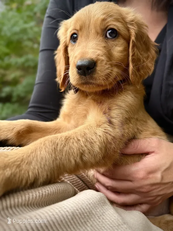 Purple Collar (Golden CO) – Golden Retriever puppy for sale in Black Hawk, CO