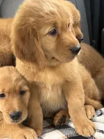 (Purple Collar) Black Hawk, a female Golden Retriever for sale in Black Hawk, CO – 3 of 7