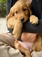 Light Blue Collar (Golden, CO), a male Golden Retriever for sale in Black Hawk, CO – 9 of 10