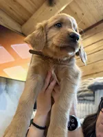 (Brown Collar) Black Hawk, a female Golden Retriever for sale in Black Hawk, CO – 6 of 7