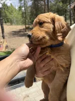 Benny (Red AKC) Black Hawk, a male Golden Retriever for sale in Black Hawk, CO – 6 of 8