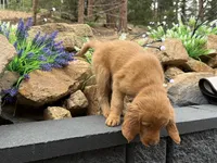 (Red Collar) Black Hawk, a female Golden Retriever for sale in Black Hawk, CO – 6 of 7