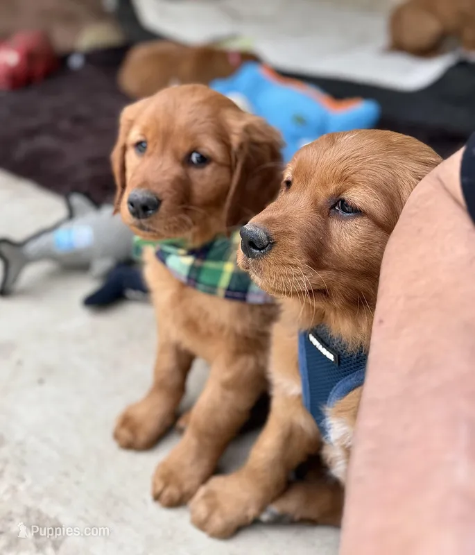 Red Goldens (Arvada) Chicken