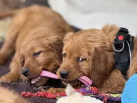 Red Goldens (Arvada) Chicken, a male Golden Retriever for sale in Black Hawk, CO – Photo 8 of 8