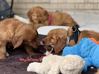 Red Goldens (Arvada) Chicken, a male Golden Retriever for sale in Black Hawk, CO – Photo 3 of 8
