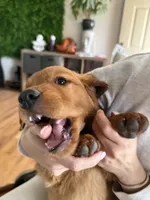 Red Goldens (Arvada) Chicken, a male Golden Retriever for sale in Black Hawk, CO – Photo 5 of 8