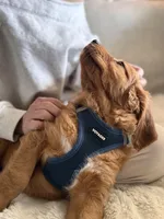 Red Goldens (Arvada) Chicken, a male Golden Retriever for sale in Black Hawk, CO – Photo 6 of 8