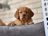 Red Goldens (Arvada) Chicken, a male Golden Retriever for sale in Black Hawk, CO – Photo 4 of 8