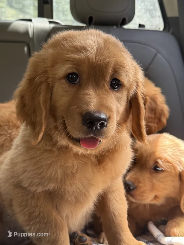 (Purple Collar) Black Hawk – Golden Retriever puppy for sale in Black Hawk, CO