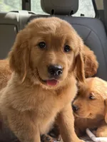 (Purple Collar) Black Hawk, a female Golden Retriever for sale in Black Hawk, CO – 1 of 7