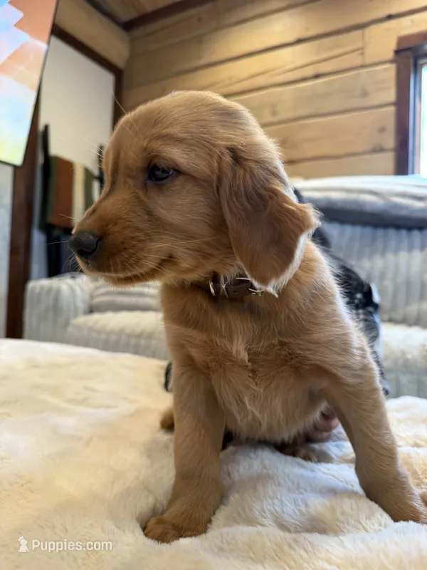(Brown Collar) Black Hawk – Golden Retriever puppy for sale in Black Hawk, CO