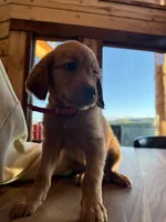 Dark Red Golden’s (Magenta Collar), a female Golden Retriever for sale in Black Hawk, CO – 3 of 8