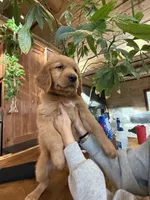 (Teal Collar) Black Hawk, a male Golden Retriever for sale in Black Hawk, CO – 3 of 8