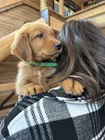 (Green Collar) Black Hawk, a male Golden Retriever for sale in Black Hawk, CO – 3 of 5