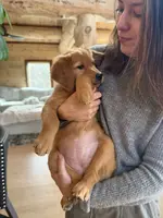 Red Goldens (Pink Collar), a female Golden Retriever for sale in Black Hawk, CO – Photo 3 of 6