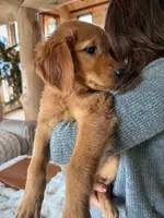 Red Goldens (Pink Collar), a female Golden Retriever for sale in Black Hawk, CO – Photo 5 of 6