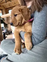 Red Goldens (Pink Collar), a female Golden Retriever for sale in Black Hawk, CO – Photo 6 of 6