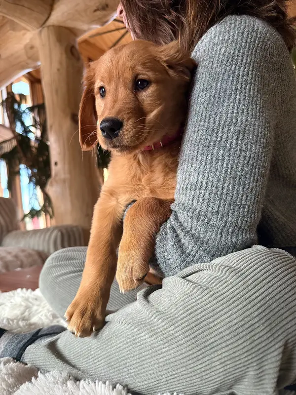 Red Goldens (Pink Collar)
