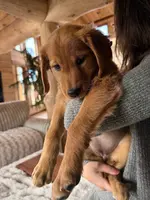 Red Goldens (Pink Collar), a female Golden Retriever for sale in Black Hawk, CO – Photo 4 of 6