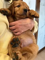 Dark Red Golden’s (Orange Collar), a female Golden Retriever for sale in Black Hawk, CO – 3 of 9