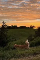 Layla (Red Golden’s) , a male Golden Retriever for sale in Black Hawk, CO – 5 of 5