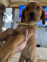 Dark Red Golden’s (Last pup!), a female Golden Retriever for sale in Black Hawk, CO – 6 of 8