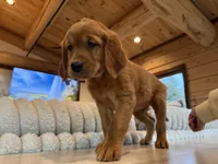 Dark Red Golden’s (Brown Male), a male Golden Retriever for sale in Black Hawk, CO – 5 of 6