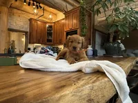 Dark Red Golden’s (Orange Collar), a female Golden Retriever for sale in Black Hawk, CO – 4 of 9