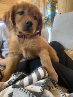 White Collar (Black Hawk) Red Goldens , a female Golden Retriever for sale in Black Hawk, CO – 6 of 8