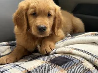 (Teal Collar) Black Hawk, a male Golden Retriever for sale in Black Hawk, CO – 7 of 8