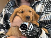 Layla (White Collar) Black Hawk, a female Golden Retriever for sale in Black Hawk, CO – 2 of 6