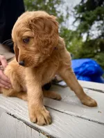 Purple Collar (Golden CO), a female Golden Retriever for sale in Black Hawk, CO – 4 of 10