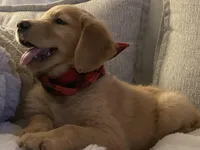 Arvada - Shyla, a female Golden Retriever for sale in Black Hawk, CO – Photo 4 of 6