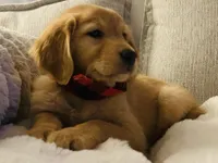 Arvada - Shyla, a female Golden Retriever for sale in Black Hawk, CO – Photo 3 of 6