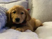 Arvada - Shyla, a female Golden Retriever for sale in Black Hawk, CO – Photo 2 of 6