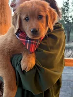 (Pink Collar) Golden CO, a female Golden Retriever for sale in Black Hawk, CO – 5 of 7
