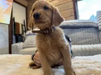 (Brown Collar) Black Hawk, a female Golden Retriever for sale in Black Hawk, CO – 2 of 7