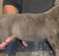 Joey, a male Cane Corso for sale in Davenport, IA – 2 of 6