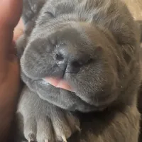 Female1, a female Cane Corso for sale in Davenport, IA – Photo 1 of 8