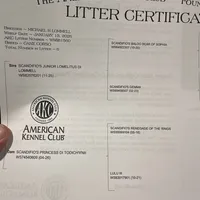 Female1, a female Cane Corso for sale in Davenport, IA – Photo 7 of 8